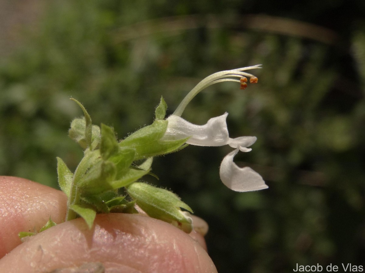 Teucrium heynei V.S.Kumar & Chakrab.